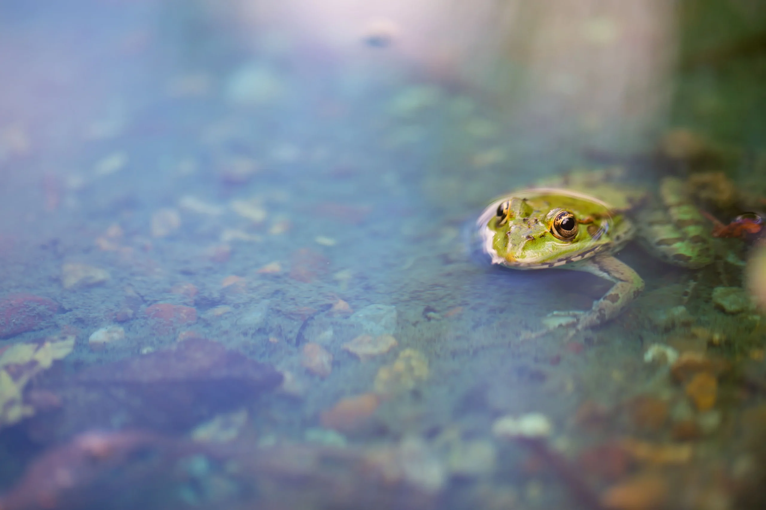 Amphibien © CEN Normandie - F. Nimal