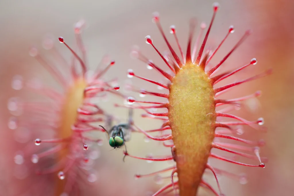 Drosera rotundifolia - CEN Normandie - F.NIMAL