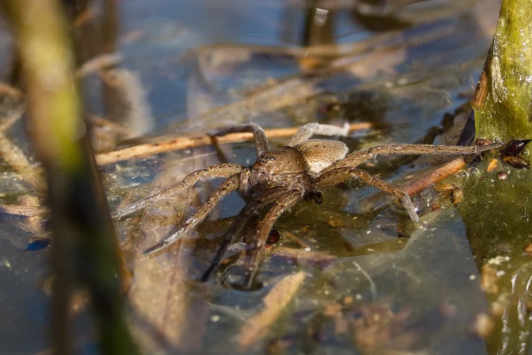 Dolomedes plantarius © CEN Normandie Thomas Cheyrezy