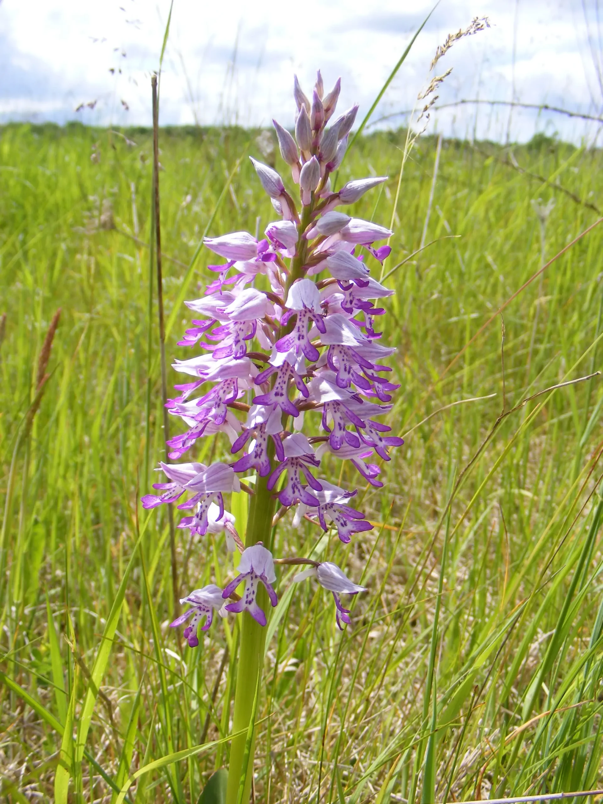 Orchis militaris © CEN Normandie