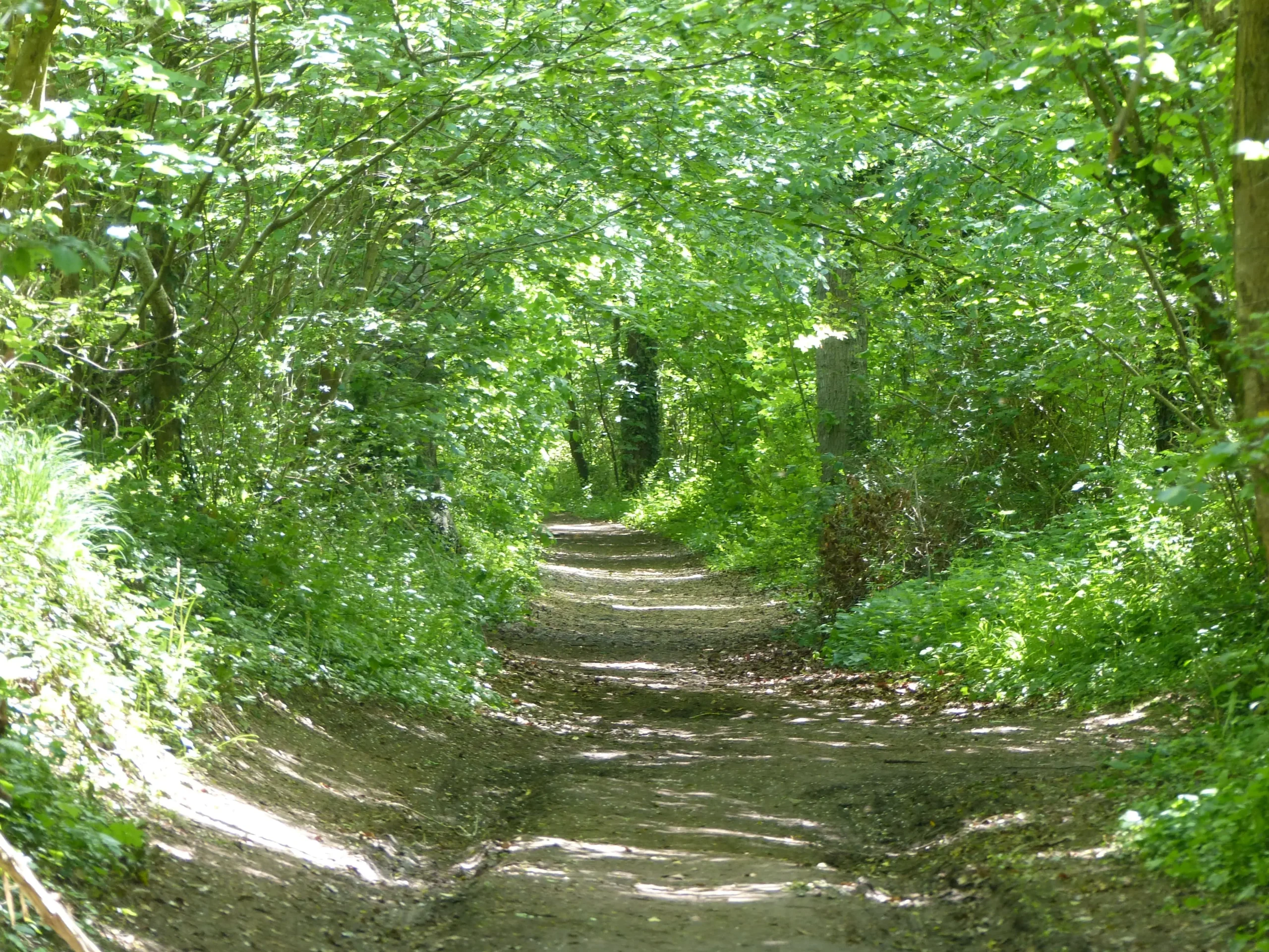 Forêt © CEN Normandie