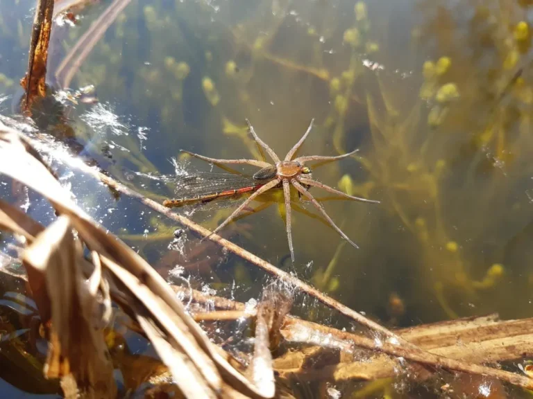 Dolomedes plantarius © CEN Normandie Thomas Cheyrezy