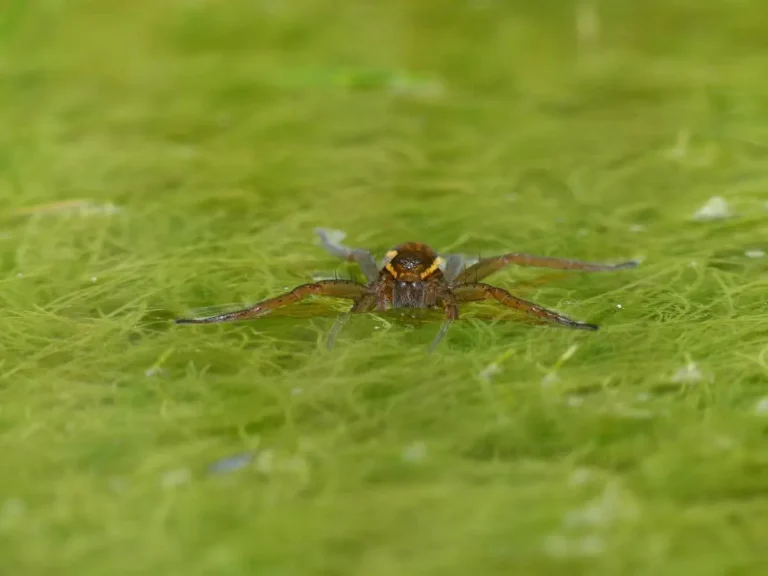 Dolomedes plantarius © CEN Normandie Thomas Cheyrezy